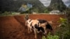 Un agricultor ara un campo con bueyes para plantar yuca cerca de las montañas en Viñales, Cuba. (AP Foto/Ramón Espinosa)