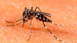 Los mosquitos contagian dengue y malaria a millones de personas. google