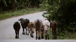 Gobierno miente para desviar la atención del fracaso ganadero en Cuba, opinan expertos  Gobierno miente para desviar la atención del fracaso ganadero en Cuba, opinan expertos