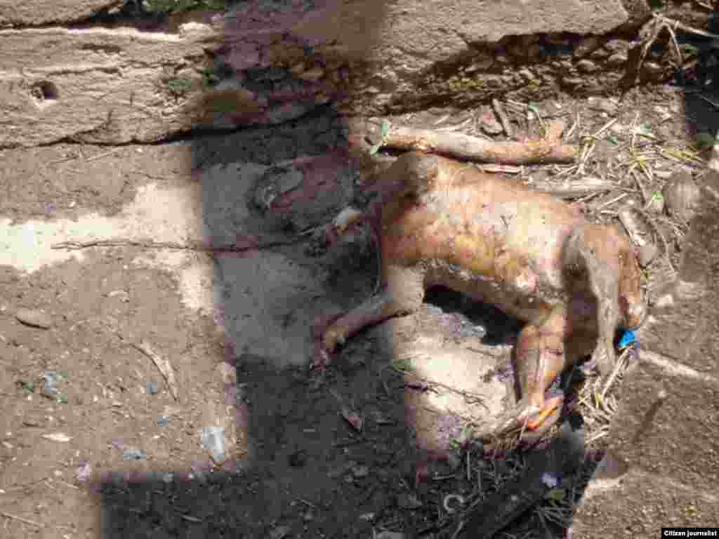 Reporta Cuba En pésima situación la cuenca del Ariguanabo Foto Misael Aguilar