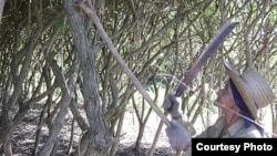 En un campo de marabú.